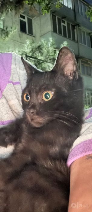 Котята домашние маленькие
