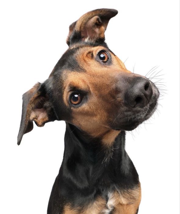 Жақсы күзетші іздейсіз бе? Бізде бар!