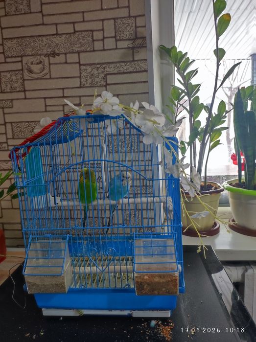 Срочно продается  попугай