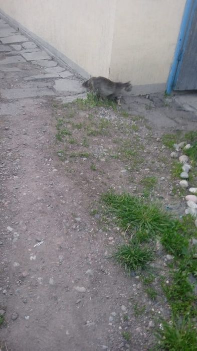 Отдам кошку в добрые руки.