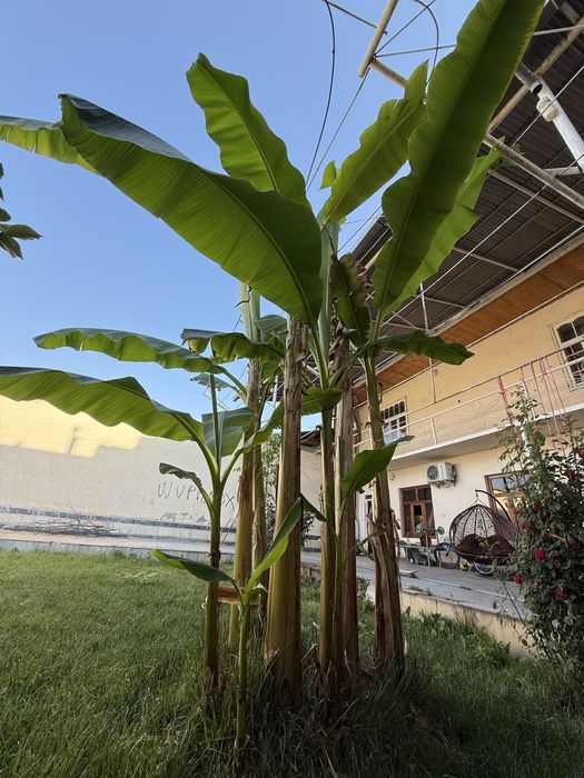 Banan kuchatlari orginal