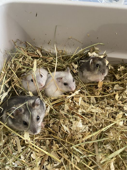 Hamsteri adorabili își caută casă!