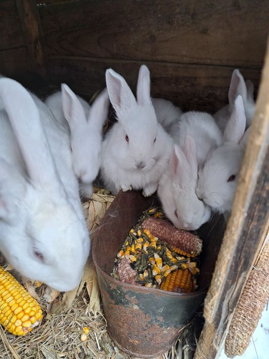 Irpuroaice mature schimb cu găini