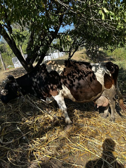 Vand vaca holstein