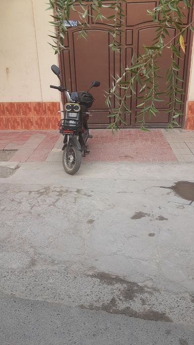 Drongo yaxshi holatda