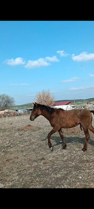 1 ұрғашы байтал 1еркек тай сатылады.Талисман айғырдың ұрпақтары.