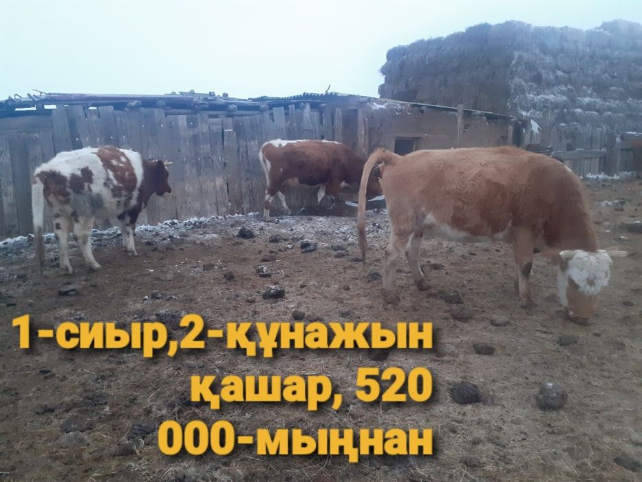 12-бас бар саттық бір бұзаумен қосқанда