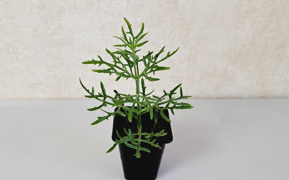 Цветы Цветы Цветы