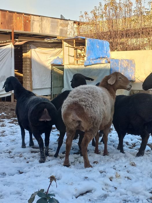 Tugushga yaqin xisori qoyla