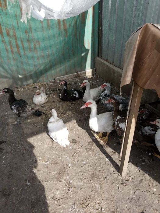 Продам молодых индоуток