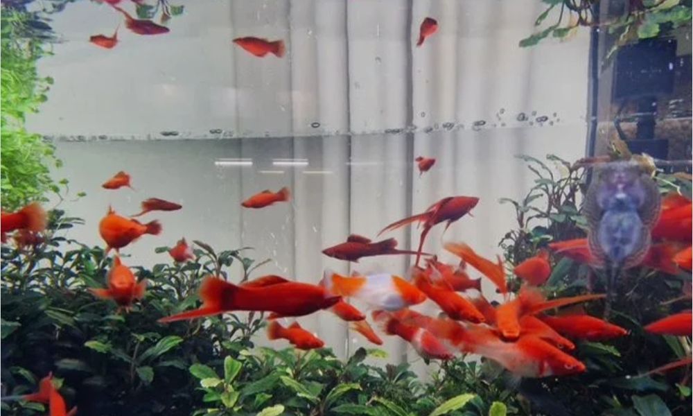 Продам меченосцы брокколи