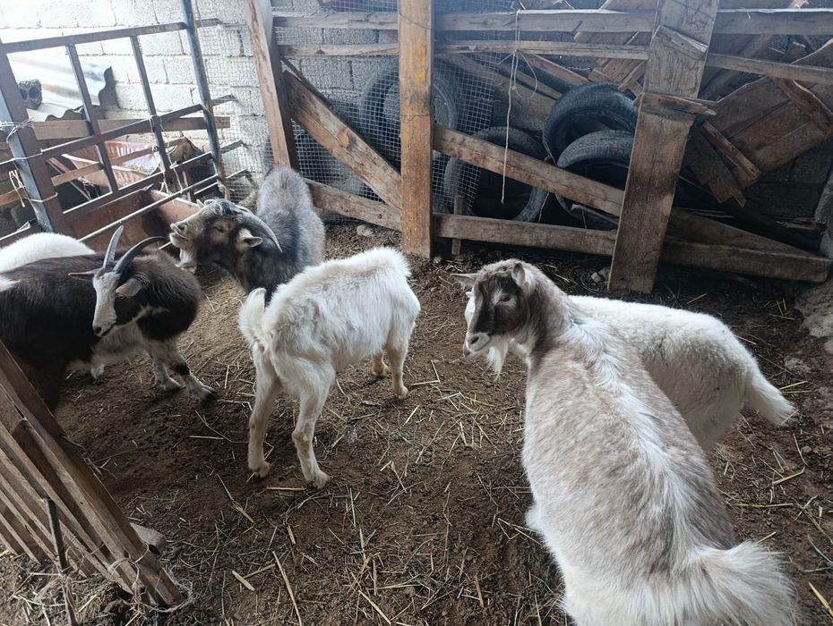 Теке және ешкілер шыбыштар сатылады.