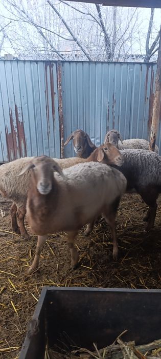 Арашан котные матки