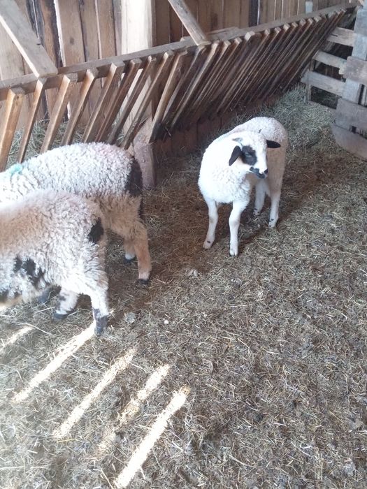 Vând 4 meluță mari și bune de ținut