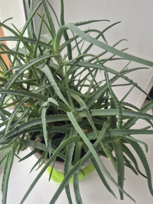 Алоэ большой и маленький