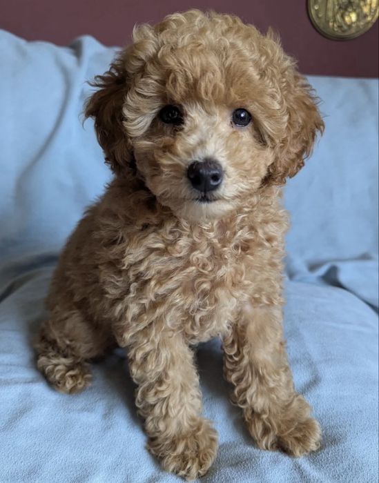 Пудел мини априкот мъжко