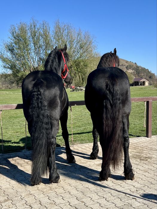 Friesian Friesieni Frizian Frizieni Armasari Armasar