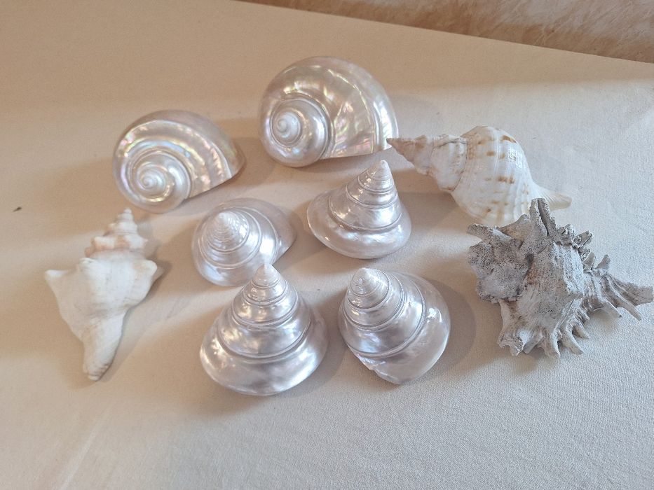 Колекция от седефени рапани