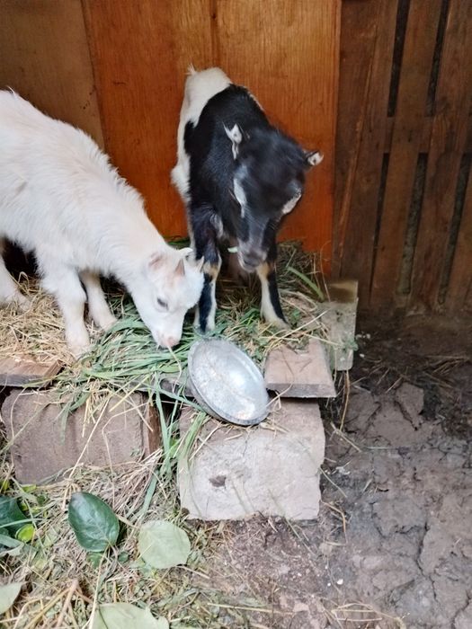 Țapi rasa La Mancha