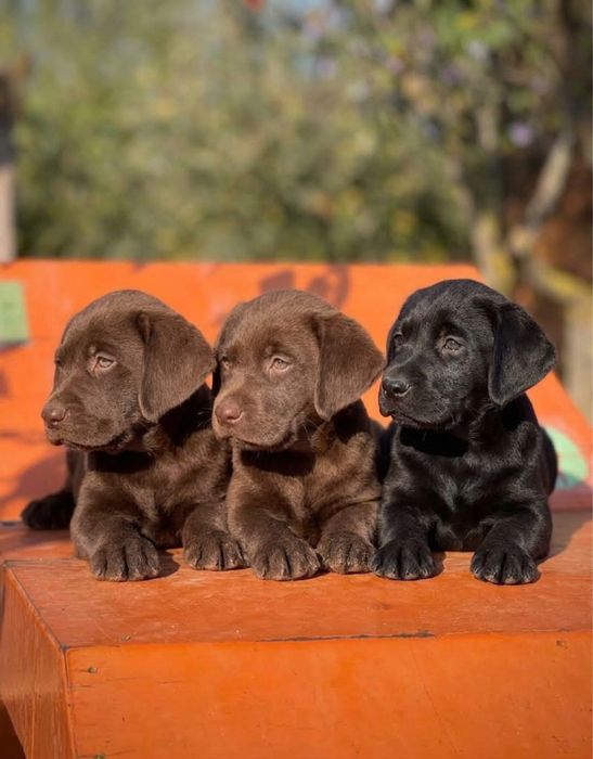 Labrador Retriever !
