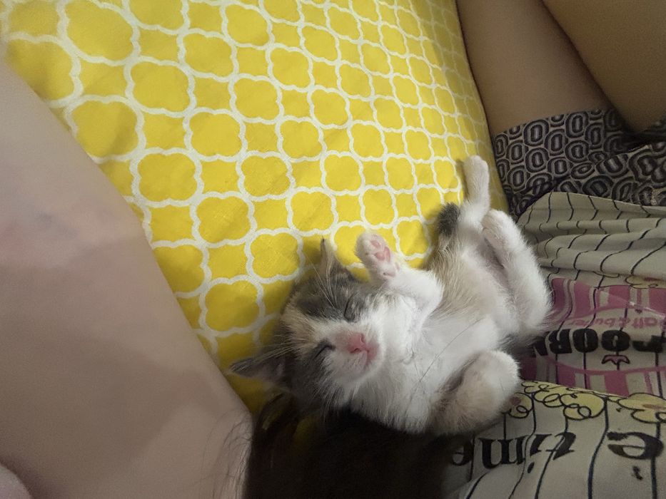 продам котенка трехцветка