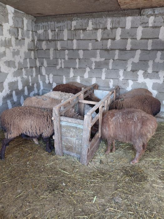 Токтылар сатылады