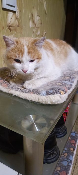 Котик молодой, кастрированный