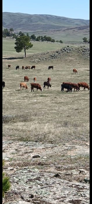 Сиыр / Коровы / Крупно рогатый скот