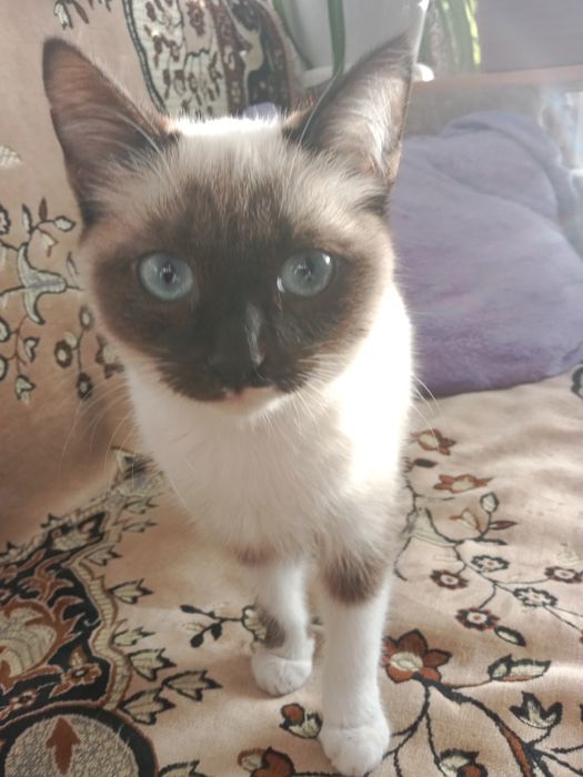 Отдам подросшего котенка