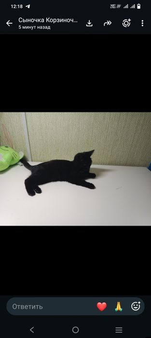 Отдам котенка мальчик