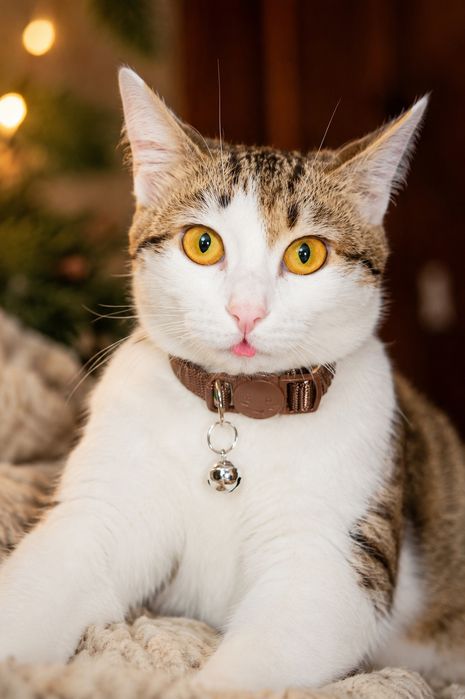 Котята красивые Мия и Юла