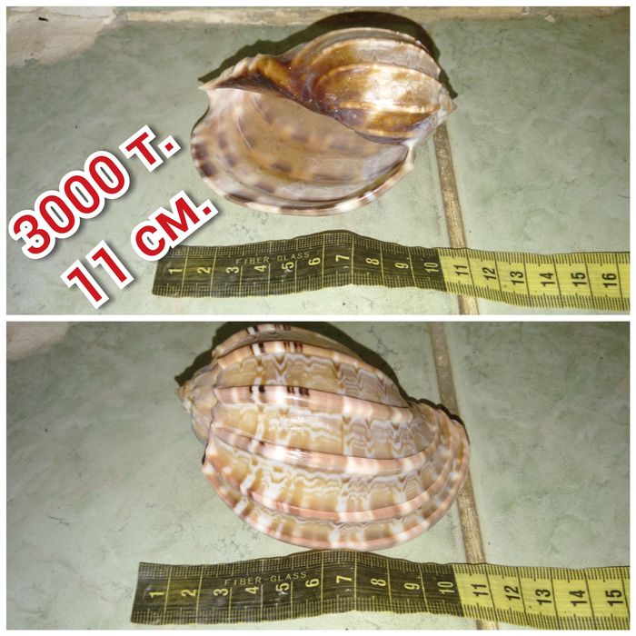 Продам большие ракушки