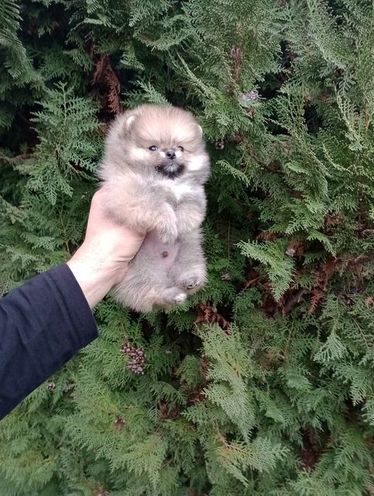 Мини Померан. Миниатюрно момченце.