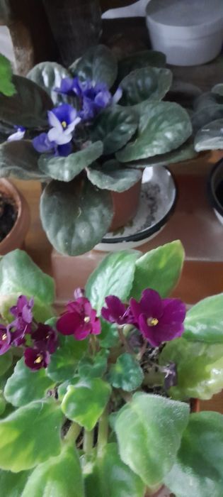 Комнатные цветочки