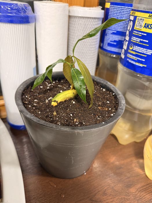 Экозтический саженец - Манго