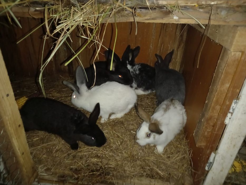 Iepurași de vânzare