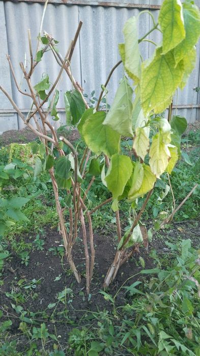 Срочно продам гортензию - белая