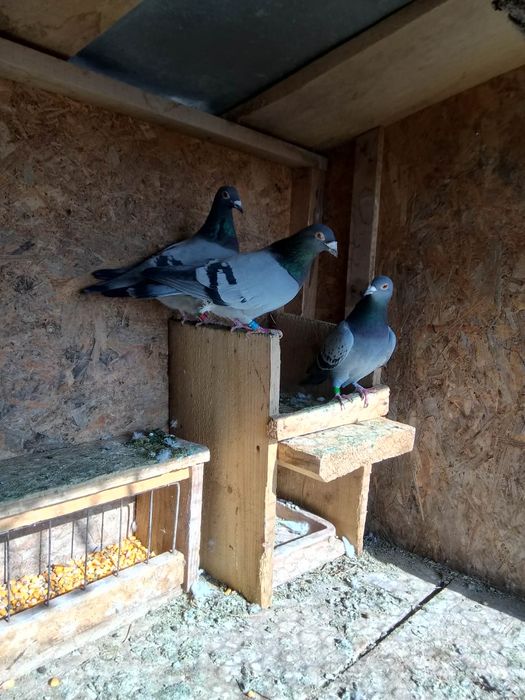 De vanzare porumbei sau schimb