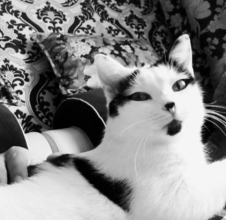 Отдам кота в добрые руки