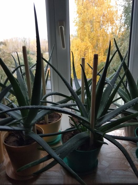 Продам алоэ Вера