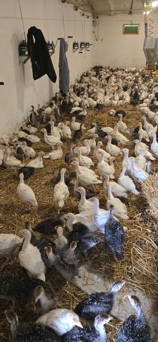 Vând pui de găină