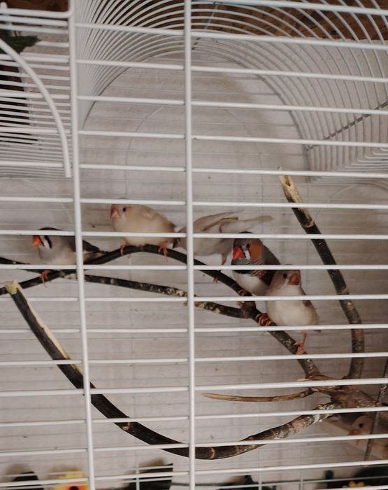 Млади зеброви амадини