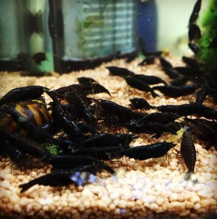 Креветка Чёрный Бриллиант (Неокаридина)