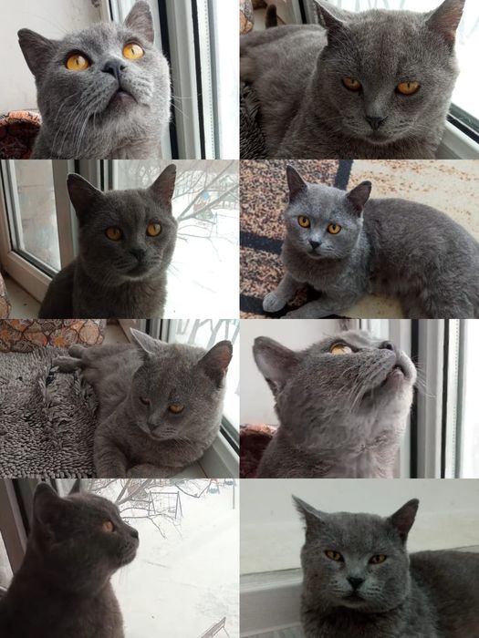 Котик в самые любящие руки