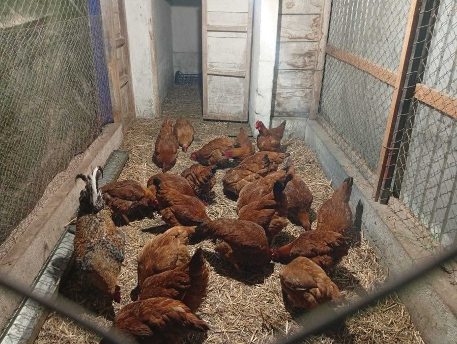 Vand 50 de pui de găină. Preț 15 ron bucata