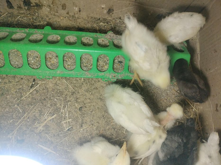 Цыплята взрослые