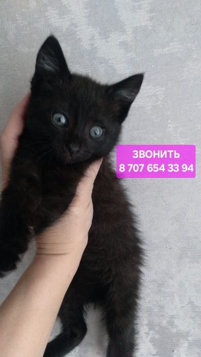 Котёнок в поиске дома
