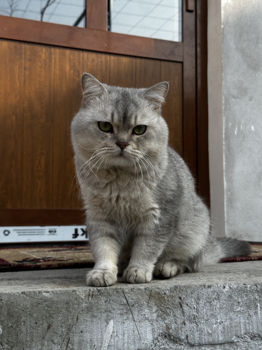 Aslzoda kumushrang Britan mushugi sotiladi!