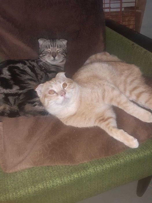 Котята в добрые руки. Смотрите фото