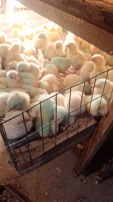 Продам цыплят бройлерных